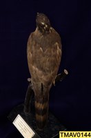 鳳頭蒼鷹藏品圖，第10張